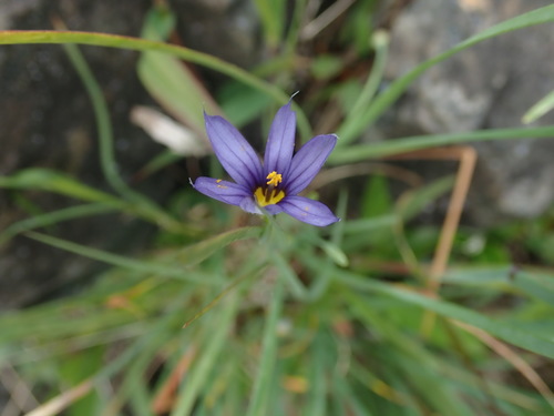 Image of Sisyrinchium idahoense by no rights reserved