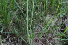 Bromus racemosus