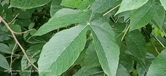 Macaranga bancana