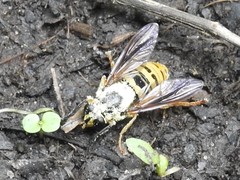 Temnostoma excentrica