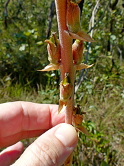 Dyckia brasiliana