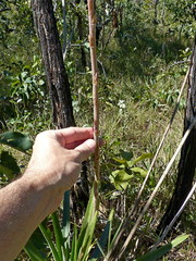 Dyckia brasiliana