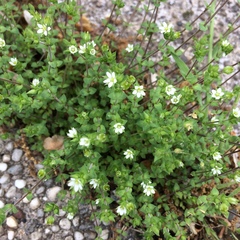 Arenaria serpyllifolia