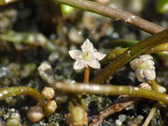 Lilaeopsis ruthiana