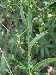 Thesium triflorum
