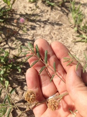 Mimosa rupertiana
