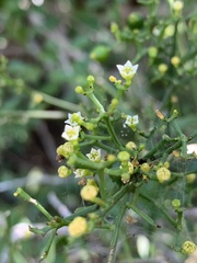 Thesium triflorum