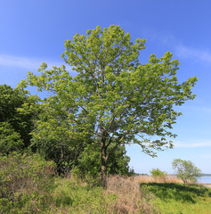 Fraxinus mandshurica