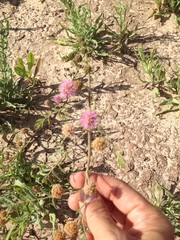 Mimosa rupertiana