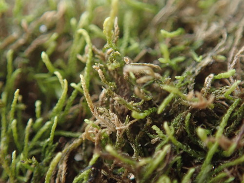 Image of Heterocladium macounii by no rights reserved