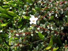 Samolus repens repens