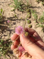 Mimosa rupertiana