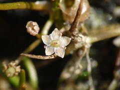 Lilaeopsis ruthiana