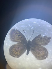 Lycaena tama