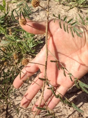 Mimosa rupertiana