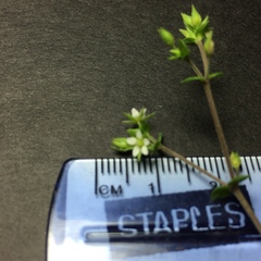 Arenaria serpyllifolia