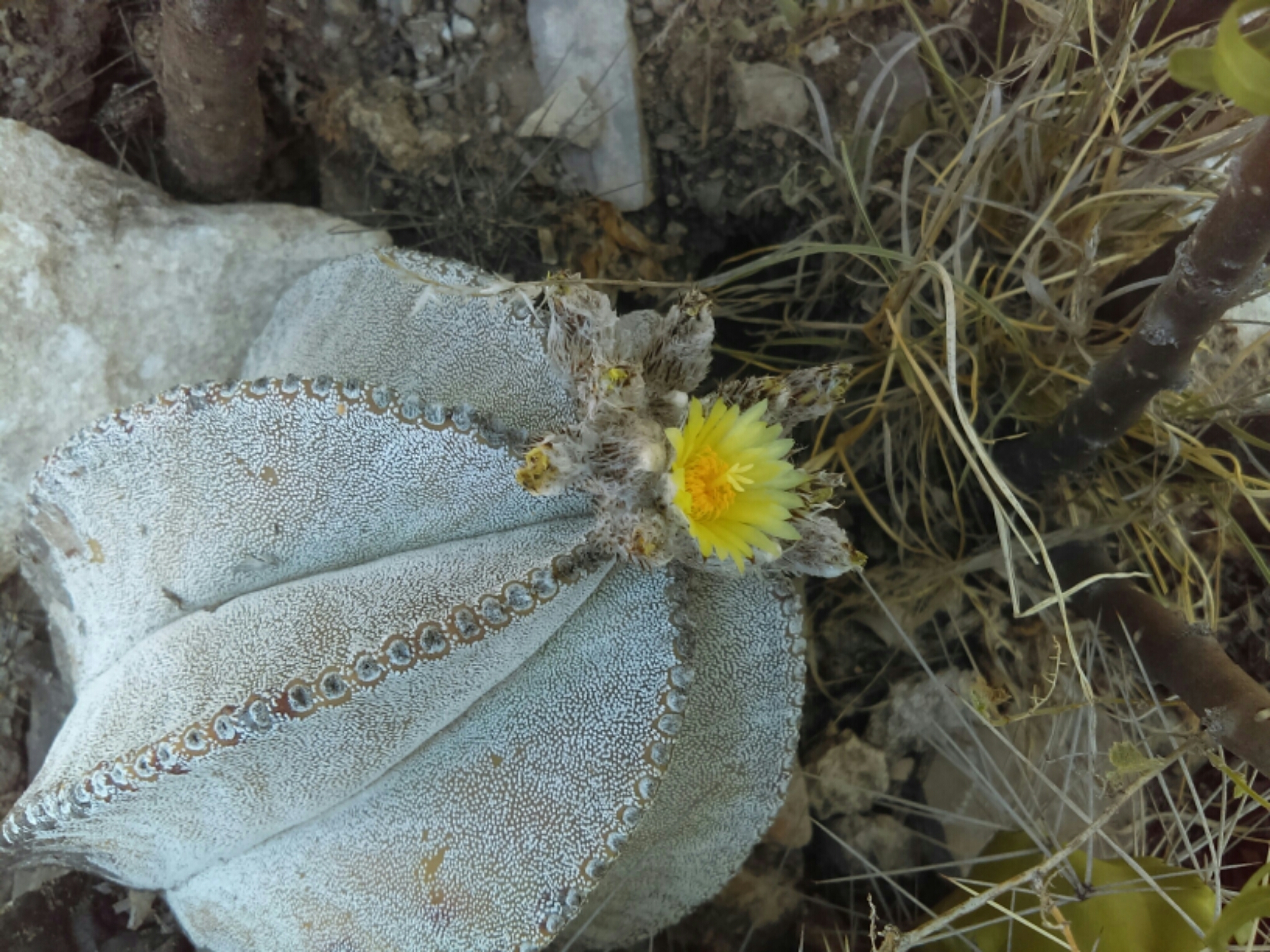 Astrophytum myriostigma | Botanico Hub