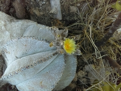 Astrophytum myriostigma
