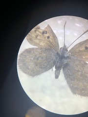 Lycaena tama