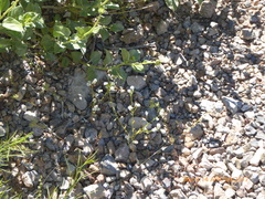 Cryptantha utahensis