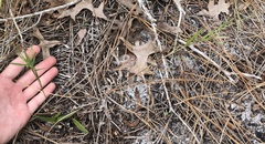 Dichanthelium patentifolium