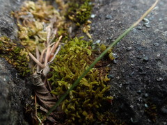 Racomitrium pacificum