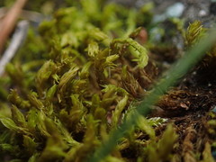 Racomitrium pacificum