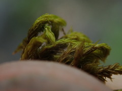 Racomitrium pacificum