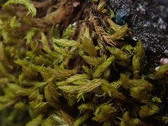 Racomitrium pacificum