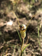 Pterostylis alata