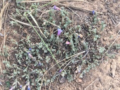 Penstemon caespitosus