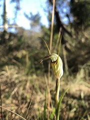 Pterostylis alata