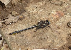 Phanogomphus spicatus