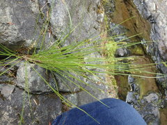 Carex anthoxanthea