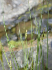 Carex anthoxanthea