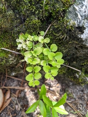 Houstonia procumbens