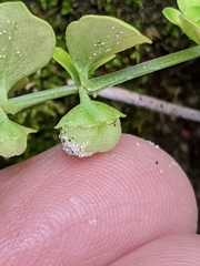 Houstonia procumbens
