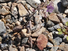 Phacelia vallis-mortae