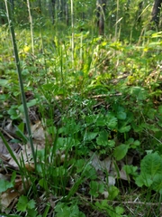 Poa alsodes