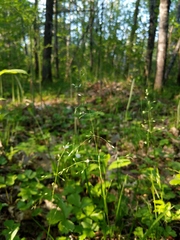 Poa alsodes