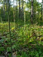 Poa alsodes
