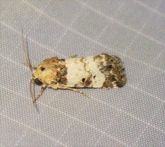 Pseudacontia crustaria