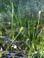 Carex chordorrhiza
