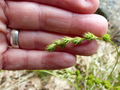 Carex foenea