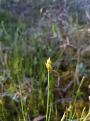 Carex chordorrhiza