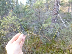 Carex chordorrhiza