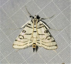 Conchylodes concinnalis