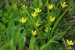 Ranunculus eschscholtzii oxynotus