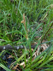 Carex lacustris