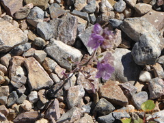 Phacelia vallis-mortae